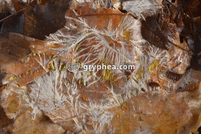 Litière et mycélium - gryphea.com